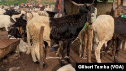 Les moutons en vente au marché de Nyanya près d'Abuja, au Nigeria, le 30 juillet 2020. (VOA/Gilbert Tamba)