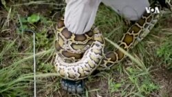 US Florida Python Challenge -- USAGM