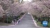 The famous cherry blossoms on the Tidal Basin in Washington are passing their peak, but others in the area are still blooming. VOA's Deborah Block takes us to a neighborhood in a Maryland suburb where about 1,200 blossoming trees put on quite a show.