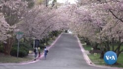 Cherry Blossoms Put on Spectacular Show in Maryland Neighborhood