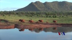 科研人员帮助大象离开肯尼亚农田
