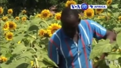 Manchetes Africanas 20 Agosto 2015