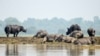 Battle to Rescue Wildlife at India's Flood-Hit Animal Park