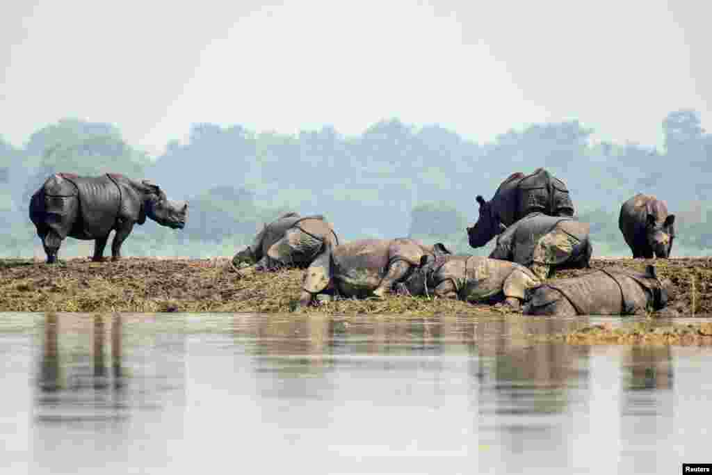 One-horned rhinos rest on a highland in the flood-affected area of Kaziranga National Park in Nagaon district, in the northeastern state of Assam, India, July 18, 2019.