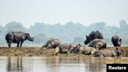 One-horned rhinos rest on a highland in the flood-affected area of Kaziranga National Park in Nagaon district, in the northeastern state of Assam, India, July 18, 2019.