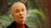 Refleksi Konservasionis Jane Goodall tentang Alam dan Spiritualitas
