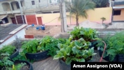 Une nouvelle forme d'agriculture en ville, à Lomé, le 10 juillet 2022. (VOA/Amen Assignon)