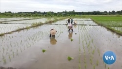 ຄວາມ​ຕ້ອງ​ການ​ເຂົ້າ​ໄທ ມີ​ການ​ທຳ​ນາຍ​ວ່າ ຈະ​ສູງ​ຂຶ້ນ ຂະ​ນະ​ທີ່​ສົງ​ຄາມ​ໃນ​ຢູ​ເຄ​ຣນ ຍັງ​ດຳ​ເນີນ​ຕໍ່​ໄປ