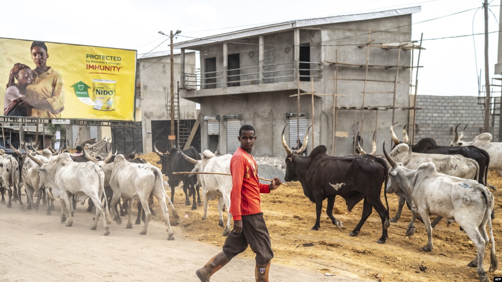 FILE - A man leads his cows on the roadside in western Cameroon, Jan. 18, 2022. Cameroon officials say more than two million people are facing hunger along its northern borders. 