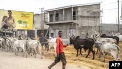 FILE - A man leads his cows on the roadside in western Cameroon, Jan. 18, 2022. Cameroon officials say more than two million people are facing hunger along its northern borders. 