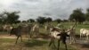 Cows are seen in Widou Thiengoly, Senegal, one of the countries involved in the Great Green Wall initiative that aims to green the Sahel and support local communities. (Agathe Euzen/Great Green Wall Researchers)