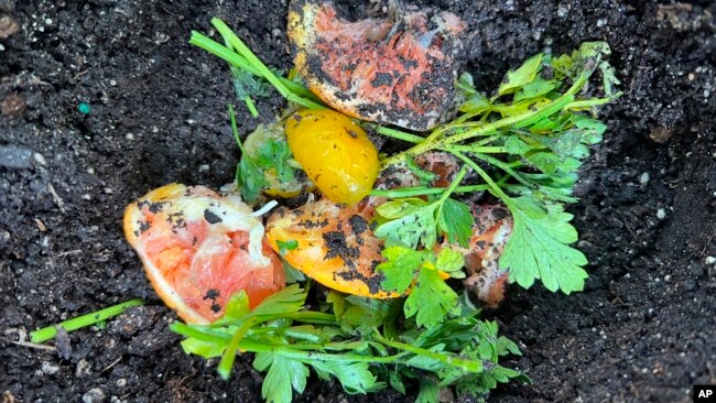 This June 22, 2022, photo provided by Jessica Damiano shows fruit and vegetable scraps in a planting hole in a Glen Head, NY, garden. As kitchen scraps decompose, they add valuable nutrients to the soil to nourish plants. (Jessica Damiano via AP)