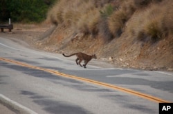 Mountain lion P-23 crosses a road in the Santa Monica Mountains National Recreation Area on July 10, 2013. (National Park Service via AP)