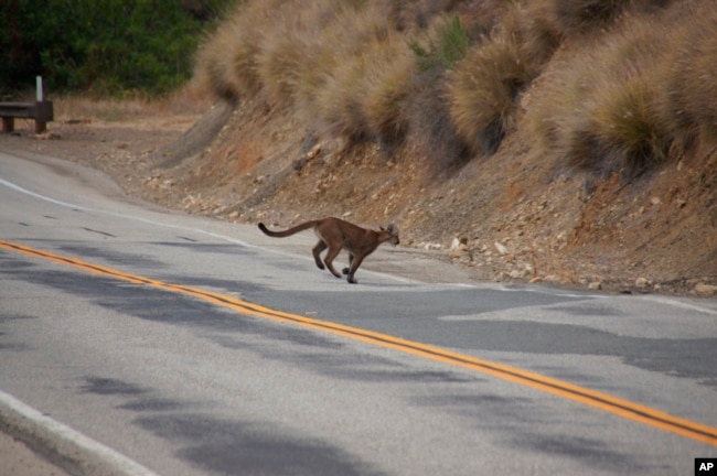 Mountain lion P-23 crosses a road in the Santa Monica Mountains National Recreation Area on July 10, 2013. (National Park Service via AP)