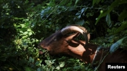 ILUSTRASI - Seekor kambing dari peternakan Green Goats di Rhinebeck, New York, mengunyah tanaman invasif di Riverside Park Manhattan, New York City, AS 29 Juni 2022. REUTERS/Mike Segar