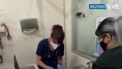 10 тысяч кошек 