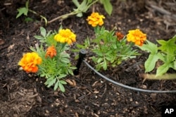 This watering system sends water directly to roots. It's better than sprinklers. (Florence Low/California Department of Water Resources, AP)