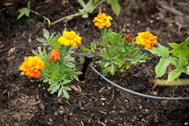 This watering system sends water directly to roots. It's better than sprinklers. (Florence Low/California Department of Water Resources, AP)