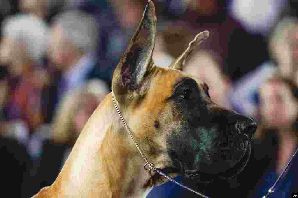 A great Dane competes in the working group at the 146th Westminster Kennel Club Dog Show, June 22, 2022, in Tarrytown, N.Y.