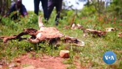 Drought Forces Ethiopian Herders to Eat Cattle Feed