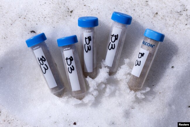 Samples containing snow and the Sanguina nivaloides algae, also known as "snow blood." (REUTERS/Denis Balibouse)