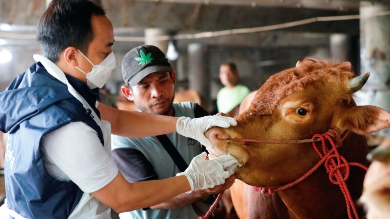 Foot and Mouth Disease in Indonesia Could Affect Eid Festival