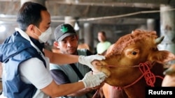 Petugas Ketahanan Pangan Kelautan dan Pertanian memeriksa sapi di toko ternak untuk mencegah penyebaran penyakit mulut dan kuku di Tanjung Priok, Jakarta Utara, 24 Juni 2022. (Foto: REUTERS/Ajeng Dinar Ulfiana)