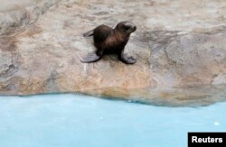 Seekor singa laut berusia dua bulan bersiap untuk masuk ke kolam di Kebun Binatang Taronga di Sydney, 7 April 2009. (REUTERS/Daniel Munoz)