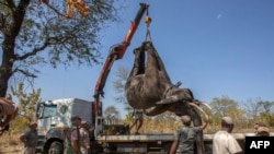 FILE - Park officials load an elephant onto a truck, to be translocated from southern Malawi to a central region, in Majete, Malawi, July 14, 2017.