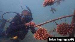A coral reef restoration worker cleans a human-made reef structure in the Indian Ocean near Shimoni, Kenya on Monday, June 13, 2022. (AP Photo/Brian Inganga)
