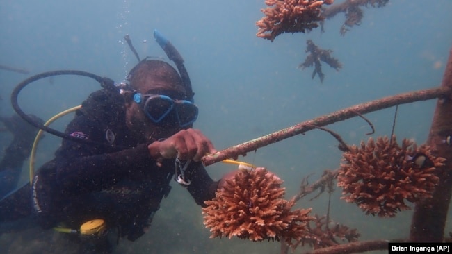 A coral reef restoration worker cleans a human-made reef structure in the Indian Ocean near Shimoni, Kenya on Monday, June 13, 2022. (AP Photo/Brian Inganga)
