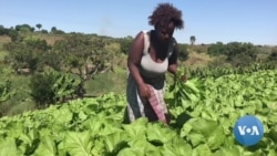 Itália vai impulsionar agricultura para acelerar paz em Moçambique
