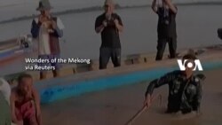 Ikan Air Tawar Terbesar di Dunia Ditemukan di Kamboja