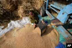 Seorang perempuan tengah memilah gandum yang dipanen di pinggiran Jammu, India, 28 April 2022. (AP/Channi Anand)