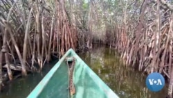 Ghanaian Coastal Communities to Restore Lost Mangroves 