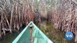 Ghana's Coastal Communities to Plant Lost Mangroves
