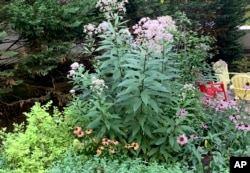 Native Joe Pye weed grows alongside native coneflowers and nonnative spirea and catmint. (Jessica Damiano via AP)