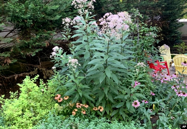 Native Joe Pye weed grows alongside native coneflowers and nonnative spirea and catmint. (Jessica Damiano via AP)