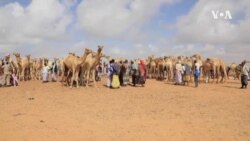 Drought Depletes Eid Livestock in Somalia 