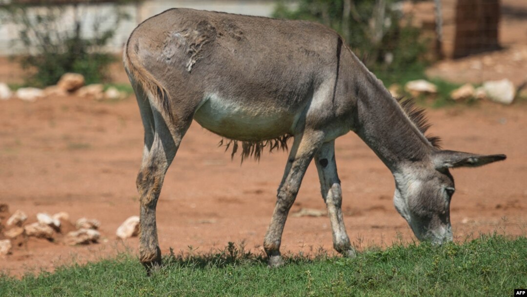 It all started when fans of the show “Empresses in the Palace” saw the aristocratic characters using a traditional Chinese medicine called ejiao, which is made from donkey skin.