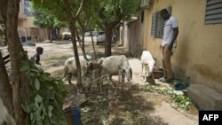 Lors de la Tabaski, les fidèles partagent en famille et avec leurs voisins un mouton sacrifié le jour même.