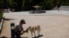 Seorang pria tampak memberi anjing peliharaannya air di Madrid, Spanyol, di tengah gelombang panas yang melanda negara tersebut pada 10 Juli 2022. (Foto: Reuters/Susana Vera)
