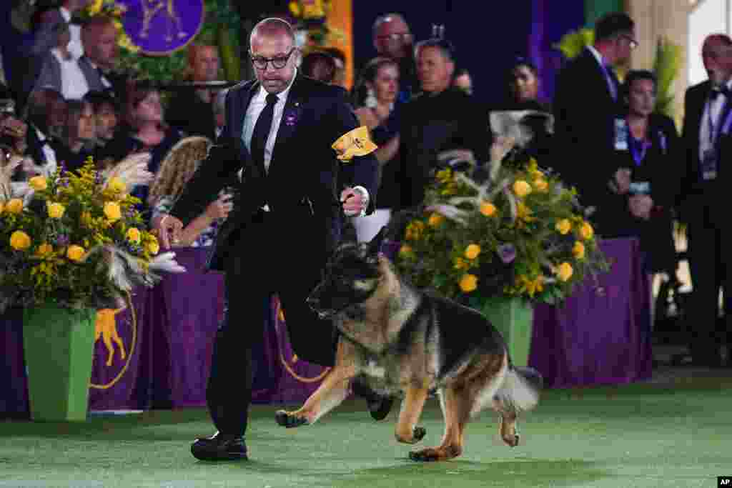 River, a German shepherd, competes for best in show at the 146th Westminster Kennel Club Dog Show, June 22, 2022, in Tarrytown, N.Y. 