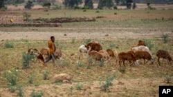 FILE - A young Ethiopian boy herds sheep north of Mekele, in the Tigray region of northern Ethiopia. Taken 5.7.2021