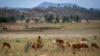 Landmines Add to Drought Woes of Ethiopian Herders 