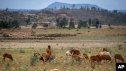 FILE - A young Ethiopian boy herds sheep in the Tigray region of northern Ethiopia, May 7, 2021. 