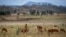 FILE - A young Ethiopian boy herds sheep in the Tigray region of northern Ethiopia, May 7, 2021. 