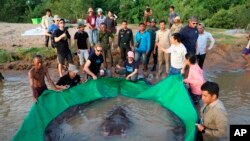En una imagen proporcionada por Maravillas del Mekong, científicos del proyecto de investigación conjunto camboyano-estadounidense se preparan liberar a una raya gigante de agua dulce de vuelta al río Mekong, en Camboya. (Chhut Chheana/Wonders of the Mekong vía AP)