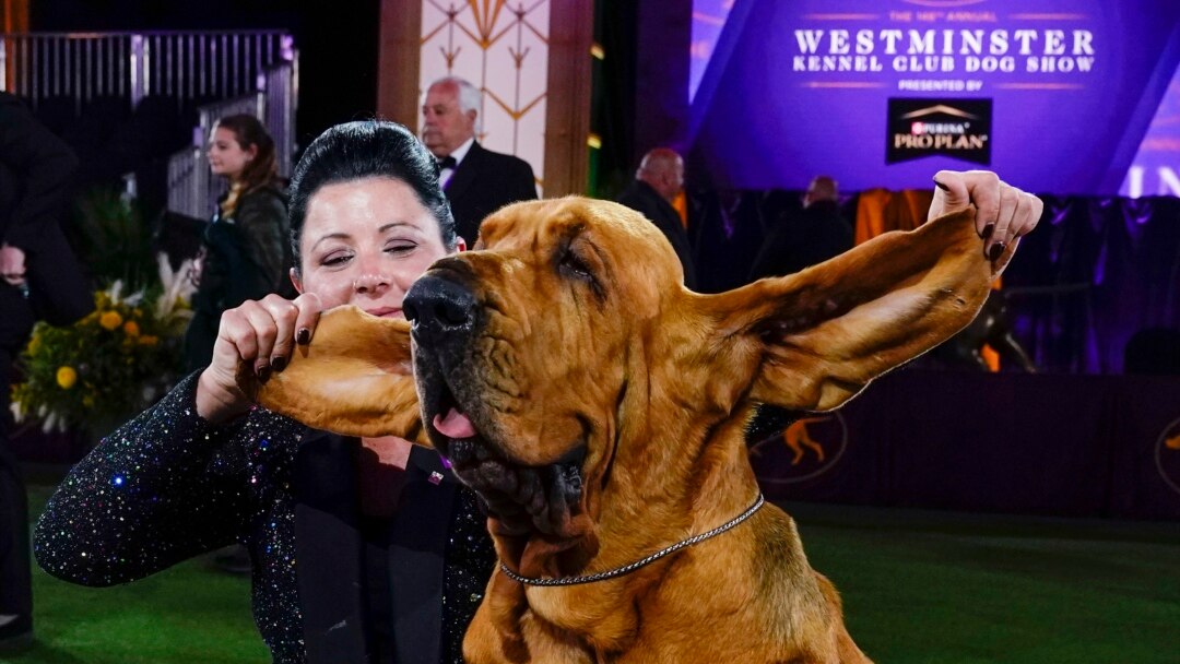 Trumpet a Bloodhound Is Westminster Top Dog