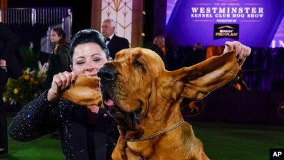 best kennel club